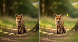 Brain Teaser Puzzle Challenges You to Spot 3 Differences in the Fox Images Fast