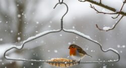 This old metal accessory from the wardrobe that bird-lovers now keep protects birds in winter